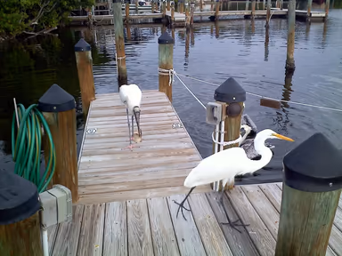 Bokeelia photo 4