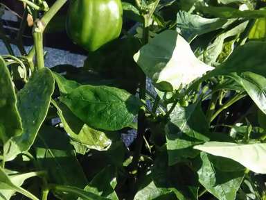 Johnny and Freda Brooks Eloise Resource Center photo 4