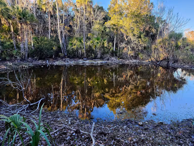 Gulf Hammock Wildlife Management Area photo 2