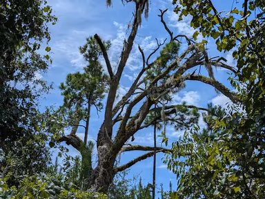 Gulf Hammock Wildlife Management Area photo 3
