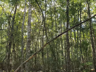 Gulf Hammock Wildlife Management Area photo 4