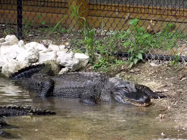 Homosassa Springs photo 1