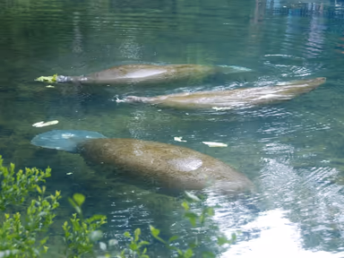 Homosassa photo 2