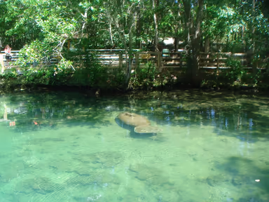 Homosassa photo 3