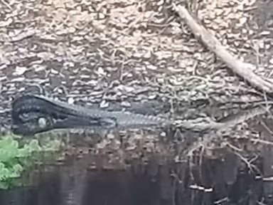 Lacoochee photo 3