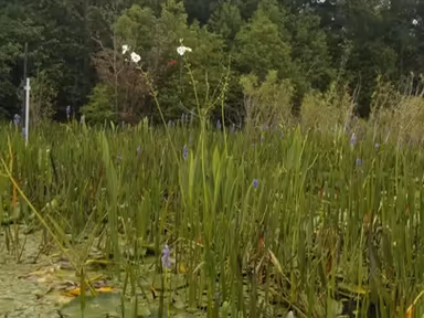 Lake Lindsey photo 3