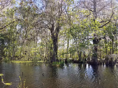 Lake Panasoffkee photo 1