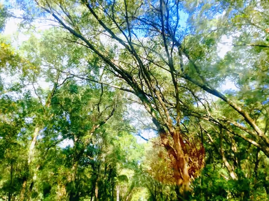 Ocklawaha photo 4