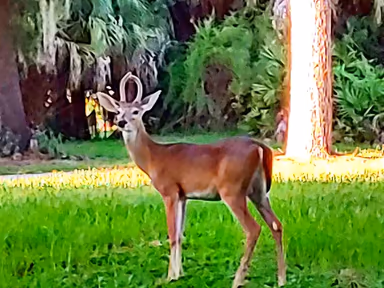 Palm Harbor photo 2