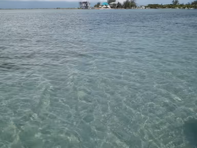 Placida photo 4