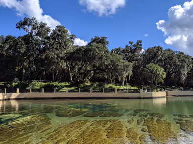 Salt Springs Recreation Area photo 3