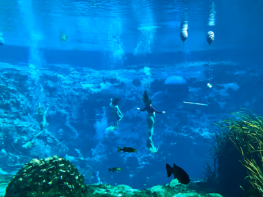 Weeki Wachee Springs State Park photo 3
