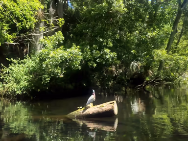 Wekiwa Springs photo 3