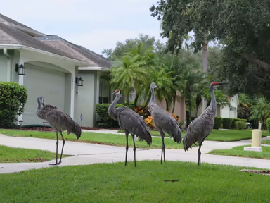 Westchase photo 1