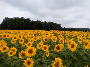 Jarrettsville Gardens photo 1