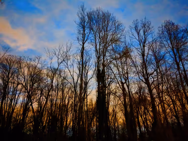 Maple Shade photo 2