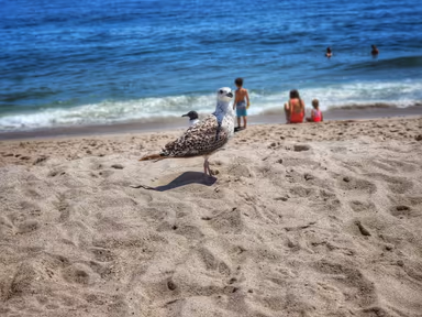 Point Pleasant Beach photo 4