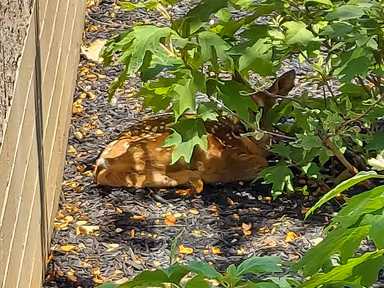 Blue Bell photo 1