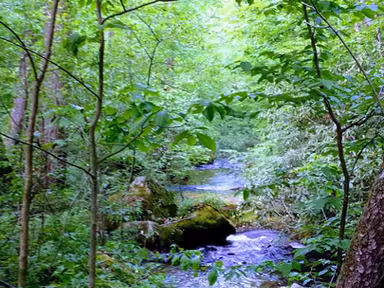 Mill Run photo 4