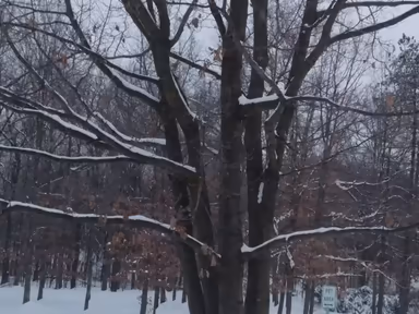 Snow Shoe photo 1