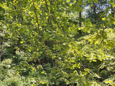 Snydertown photo 1