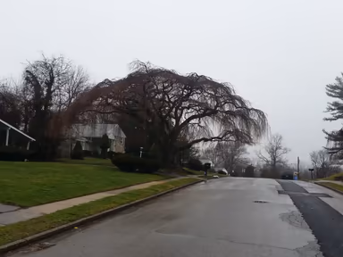 Wyndmoor photo 1