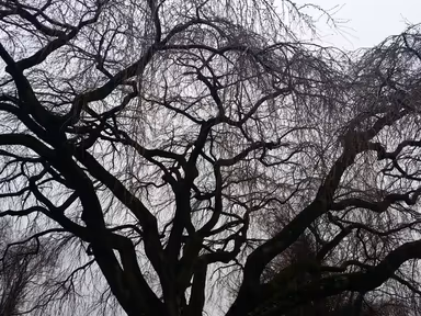 Wyndmoor photo 2