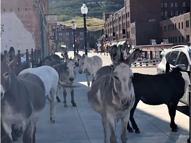 Cripple Creek City Hall photo 3