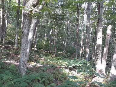Ripplemead photo 2